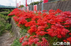 彼岸花の里