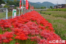 彼岸花の里