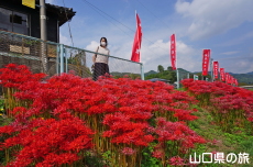 彼岸花の里