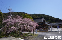 熊野神社の三春の瀧桜