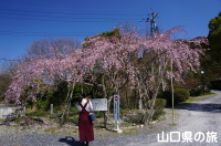三春の瀧桜