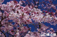 三春の瀧桜
