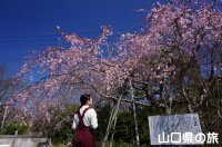 熊野神社の三春の瀧桜