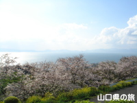 竜王山公園の桜
