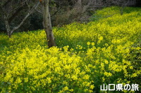 竜王山公園の菜の花
