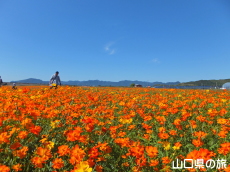 花の海のコスモス