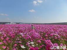 花の海のコスモス