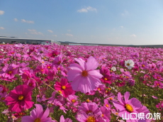 花の海のコスモス