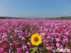 コスモス畑とひまわり