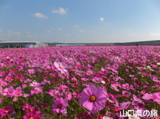 花の海のコスモス