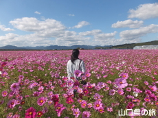 花の海のコスモス