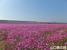 花の海のコスモス