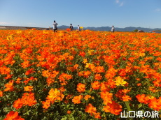 花の海のコスモス