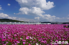 花の海のコスモス2019