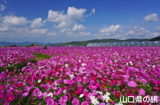 花の海のコスモス2019