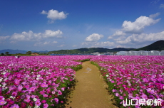 �Ԃ̊C�̃R�X���X2019