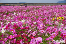 �Ԃ̊C�̃R�X���X2019