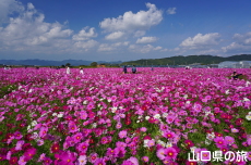 �Ԃ̊C�̃R�X���X2019