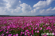 �Ԃ̊C�̃R�X���X2019