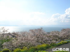 竜王山公園の桜