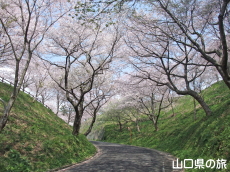 竜王山公園の桜