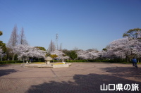 須恵健康公園の桜