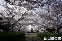 須恵健康公園の桜