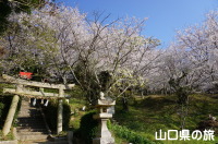 杵築神社の桜