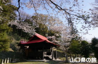 杵築神社の桜