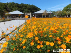 江汐公園のコスモス