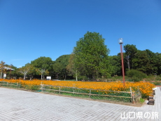 江汐公園の黄花コスモス