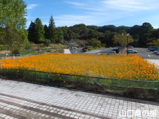 江汐公園の黄花コスモス