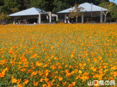 江汐公園の黄花コスモス