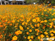江汐公園の黄花コスモス