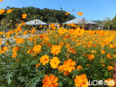江汐公園の黄花コスモス