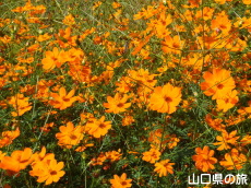 江汐公園の黄花コスモス