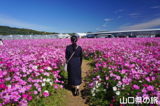 花の海のコスモス2024
