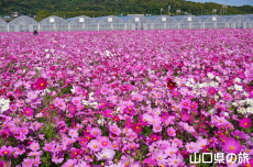 花の海のコスモス2024