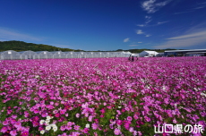 花の海のコスモス2024