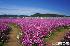 花の海のコスモス2024