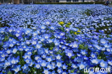 �Ԃ̊C�̃l���t�B��