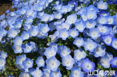 �Ԃ̊C�̃l���t�B��