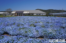 �Ԃ̊C�̃l���t�B��