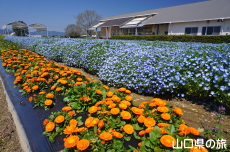 �l���t�B���ƃL���Z���J