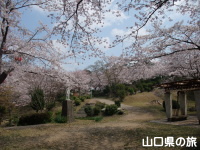 若山公園の桜