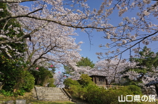 若山公園の桜