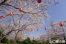 若山公園の桜