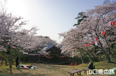 若山公園の桜