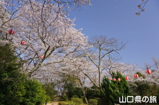 若山公園の桜