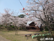 若山公園の桜